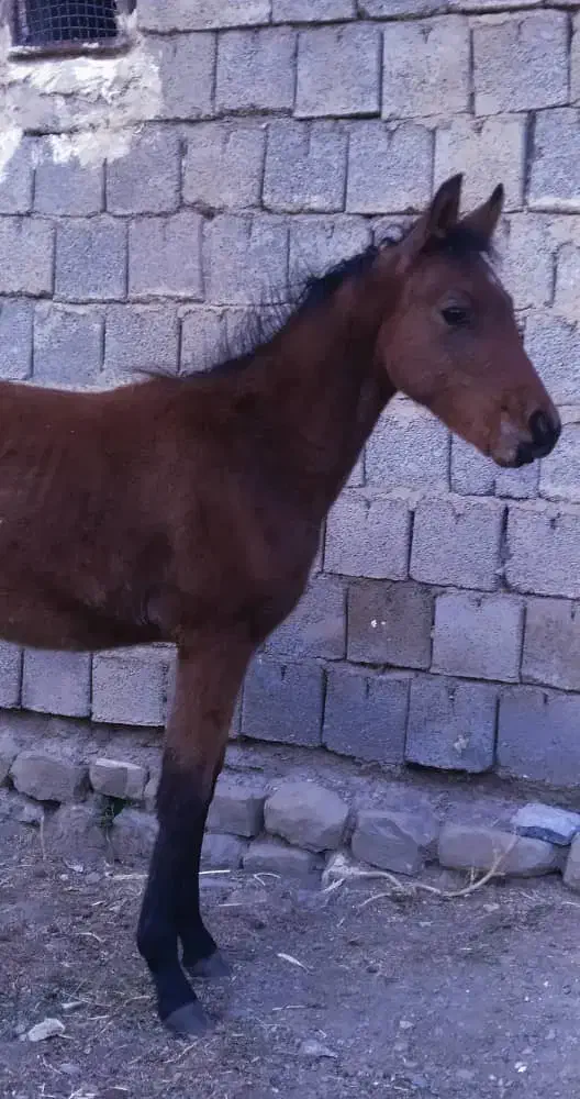 مادیون 5 ماهه|حیوانات مزرعه|سیلوانه, |دیوار