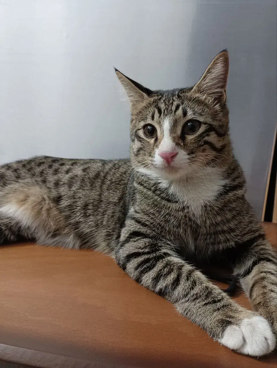 واگذاری گربه خانگی|گربه|کاشمر, |دیوار