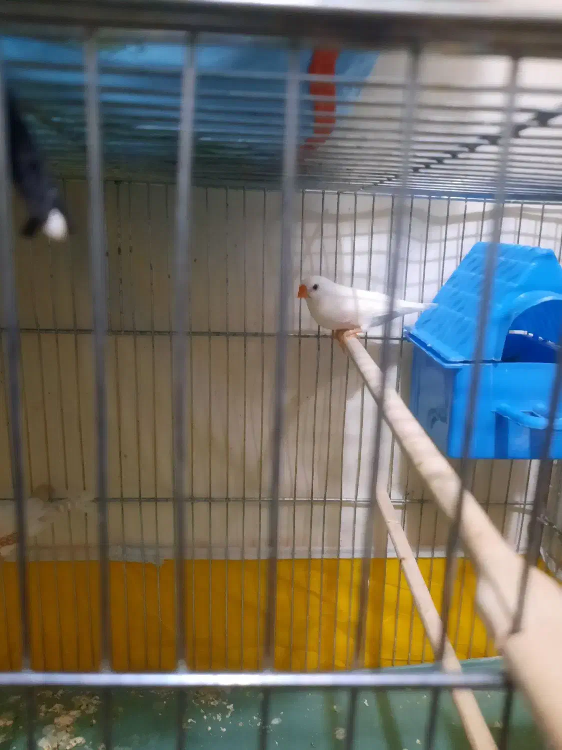 فنچ جوان مولد|پرنده|شاهرود, |دیوار