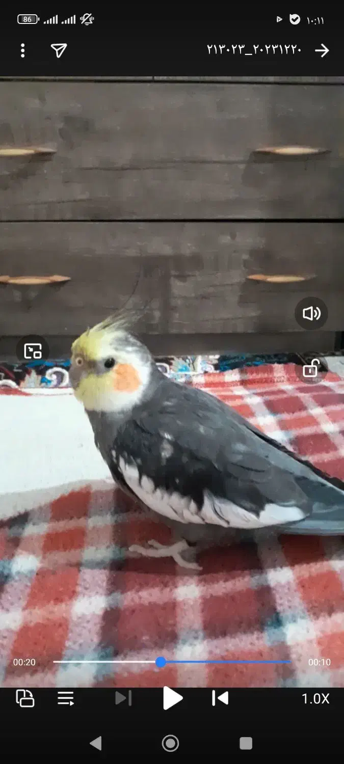 گمشده عروس هلندی|حیوانات|بوشهر, |دیوار