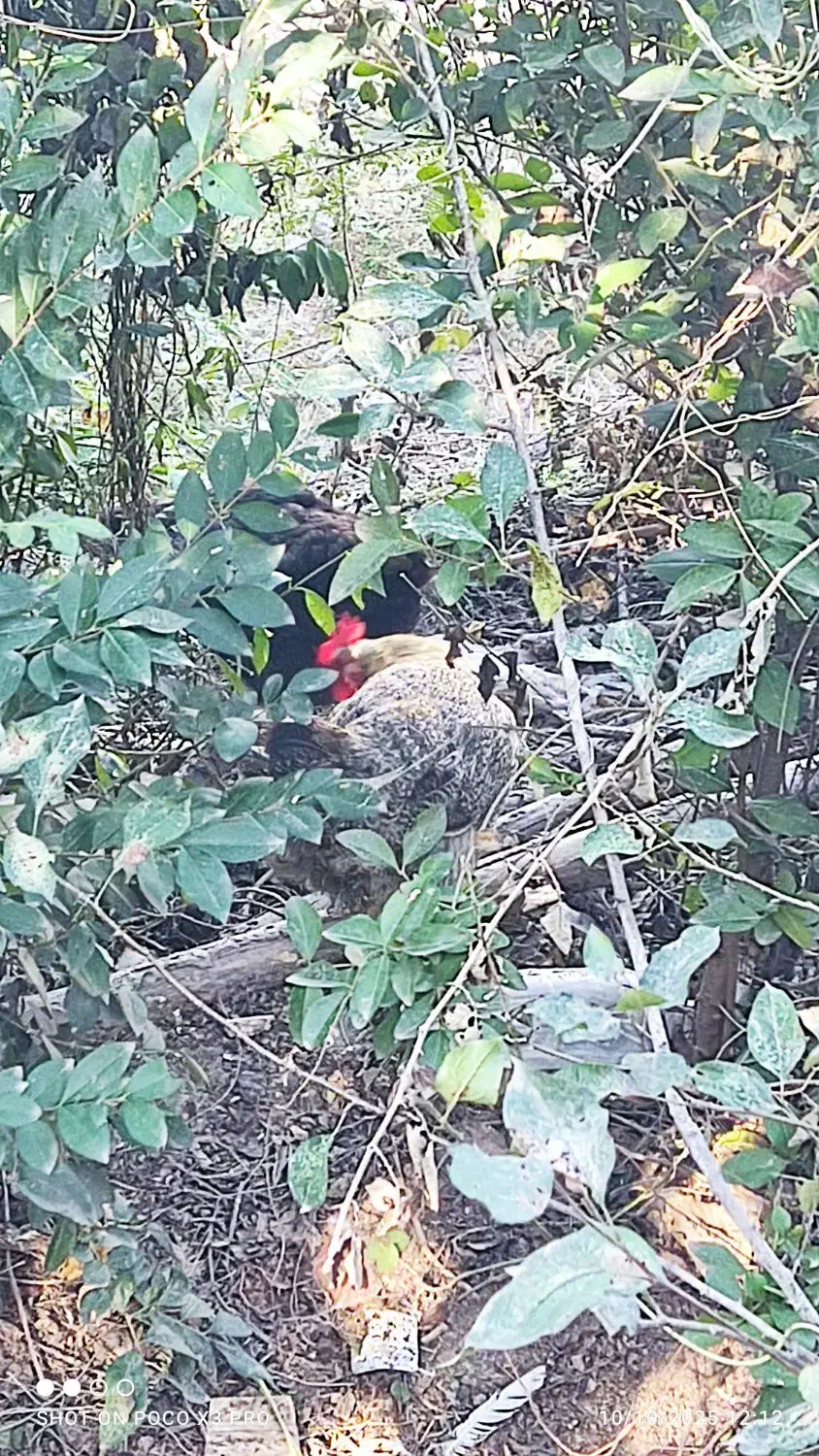 اصلاندوز|پرنده|اصلاندوز, |دیوار