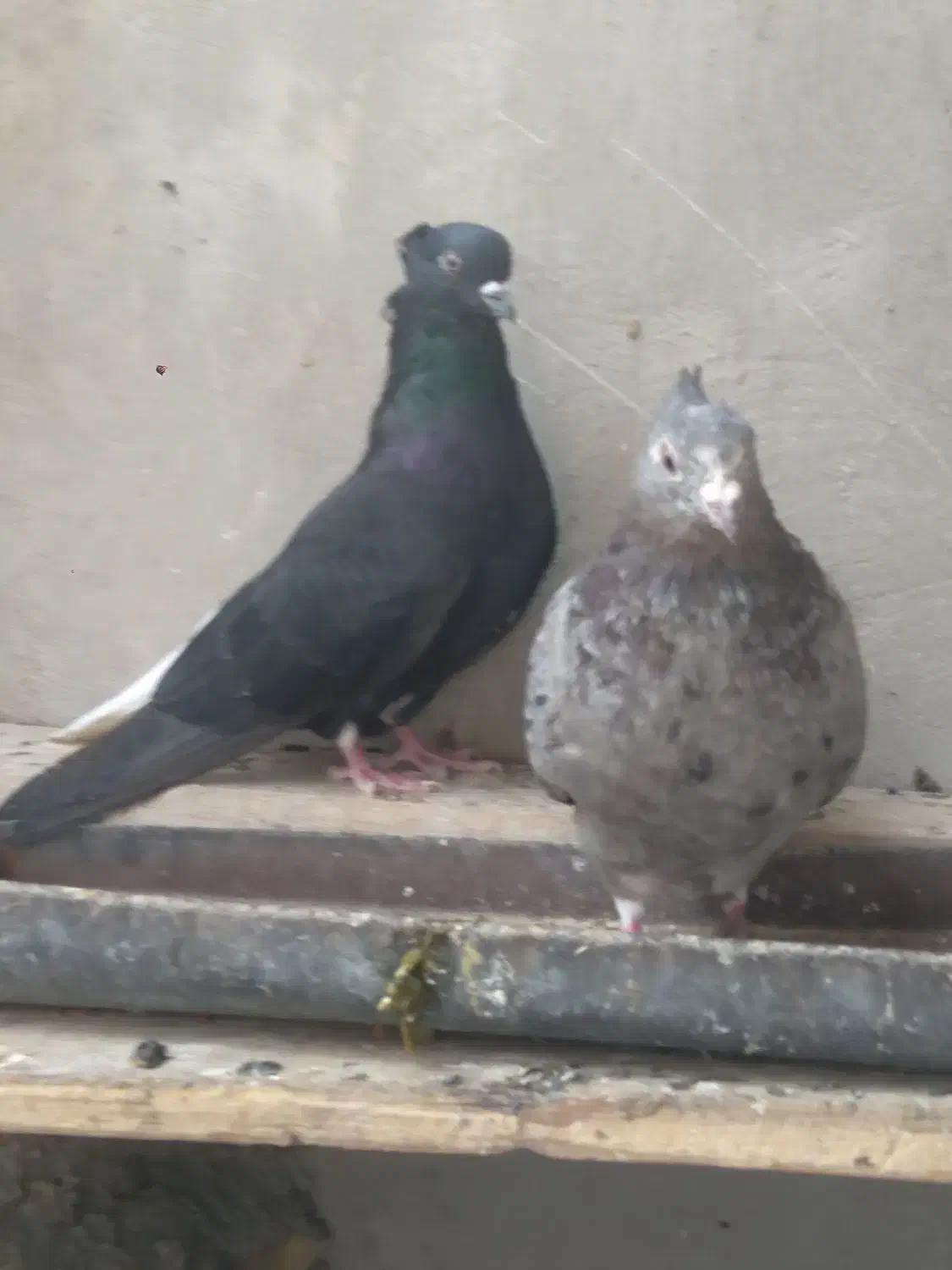 جفت دمسفید|پرنده|بهبهان, |دیوار