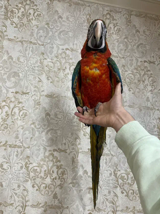 جوجه طوطی ارا هارلی کویین ماکائو کاکادو کاسکو|پرنده|تهران, منیریه|دیوار