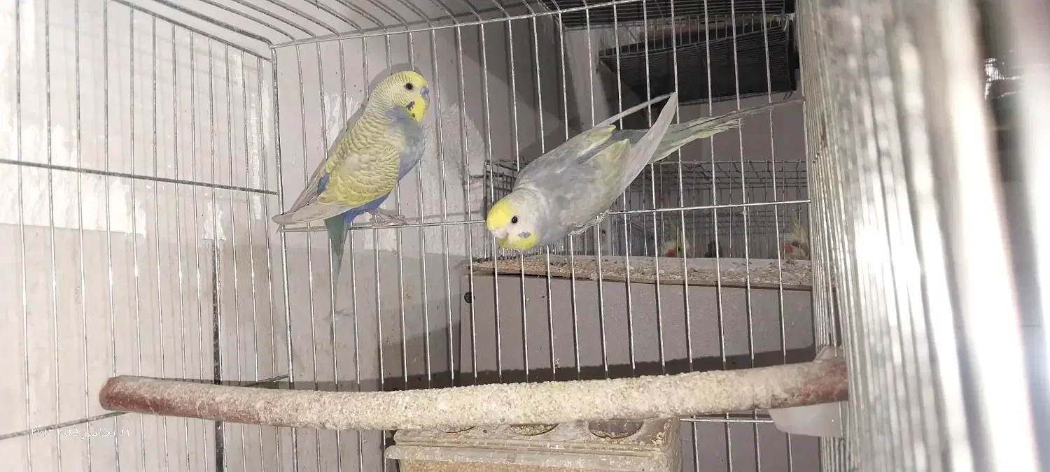 مرغ عشق رینبو با جوجه|پرنده|کرمان, |دیوار