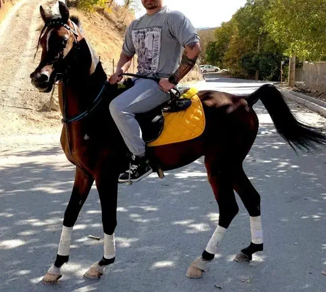 اسب عرب کورد دره شوری اسب عرب دوسر|اسب و تجهیزات اسب‌سواری|رودهن, |دیوار