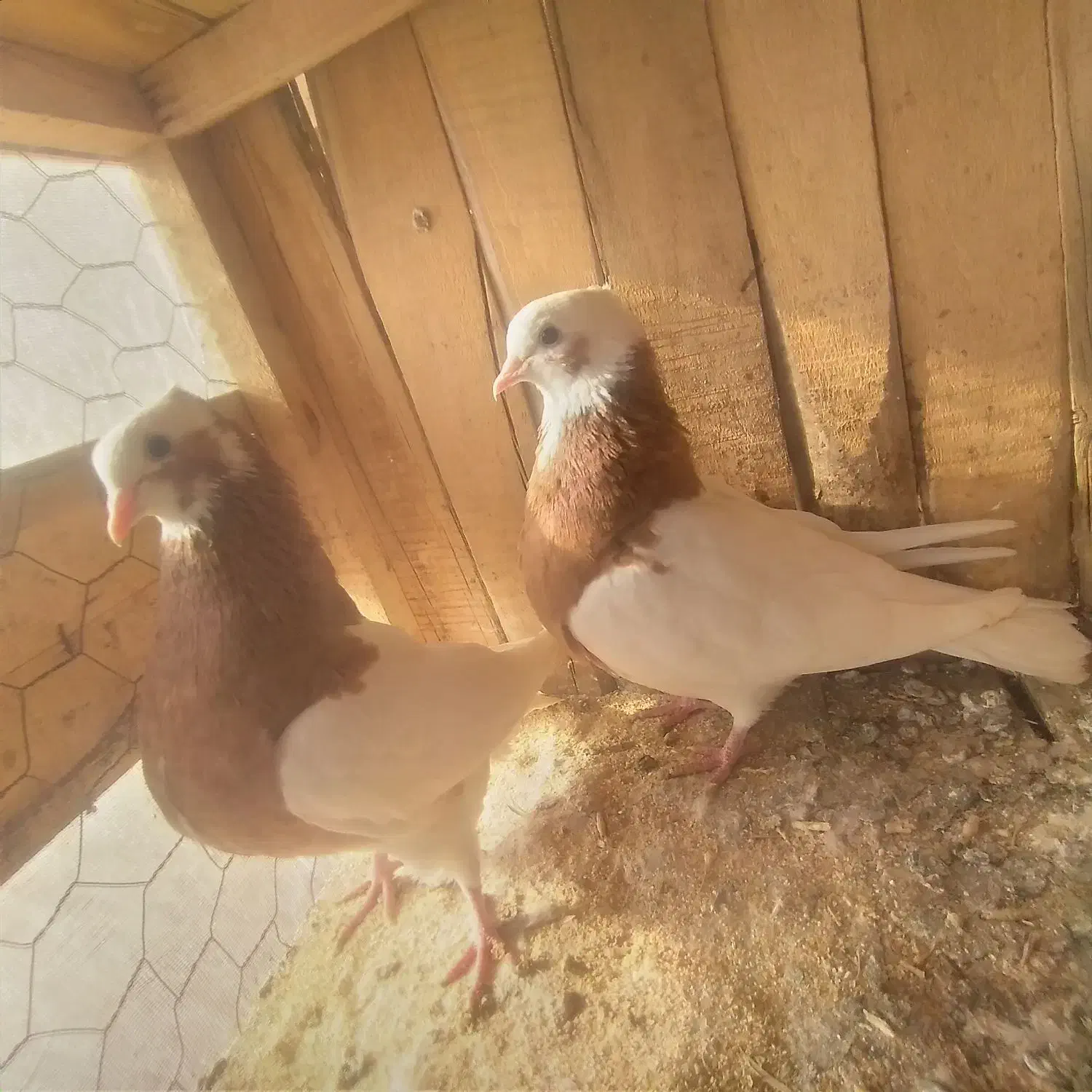 کبوتر طوقی اس|پرنده|اسفرورین, |دیوار