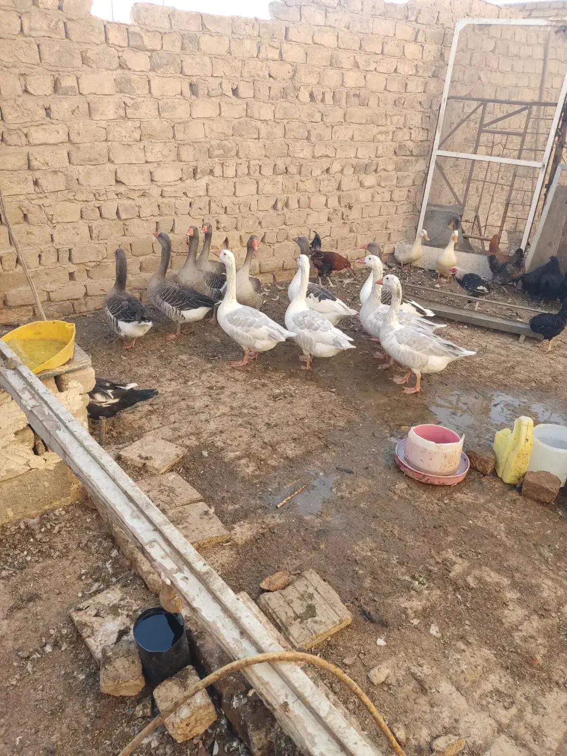 غاز|حیوانات مزرعه|قم, جمکران|دیوار