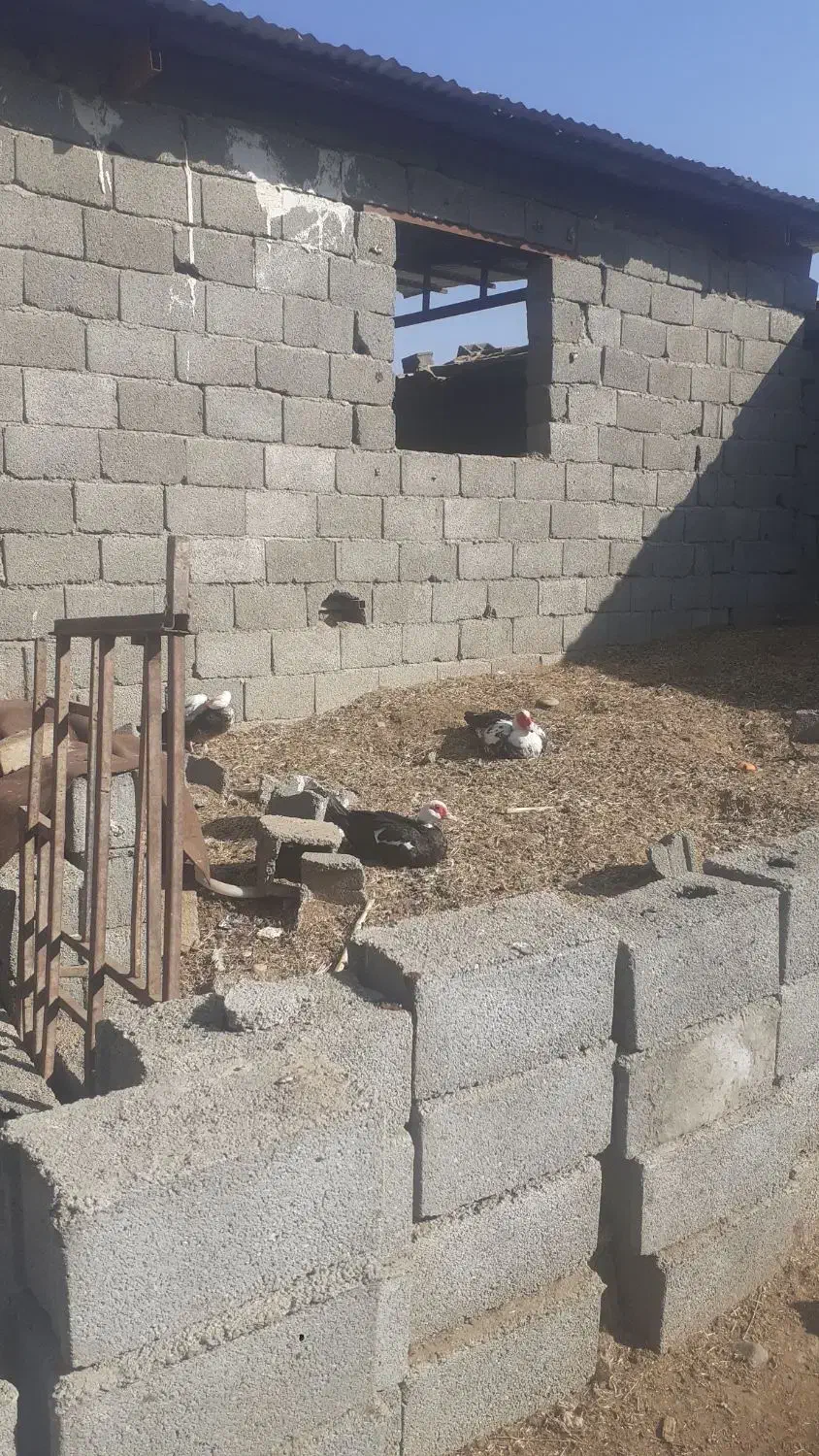 جابجای‌یافروش‌غاز|حیوانات مزرعه|تنکمان, |دیوار