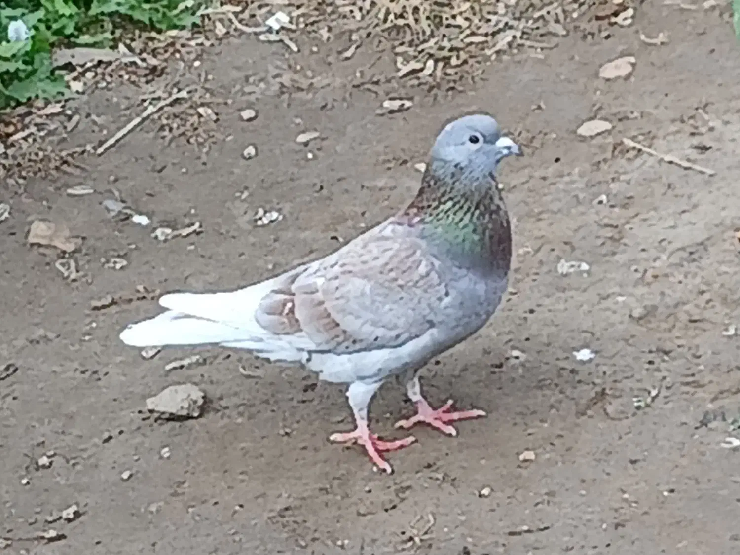 کبوتر دوبال اهوازی نر|پرنده|گنبد کاووس, |دیوار