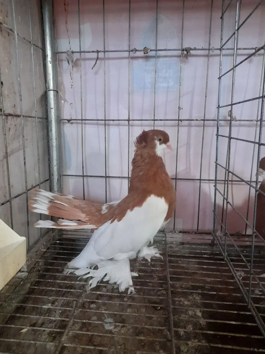 فروش کبوتر زینتی|پرنده|نوشهر, |دیوار