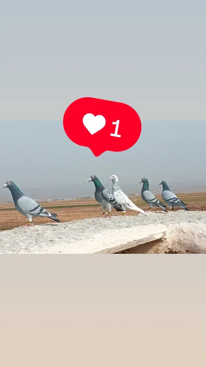 کفتر|حیوانات|رضویه, |دیوار