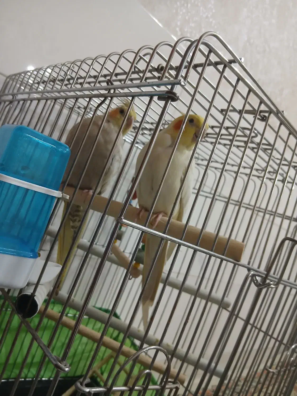 عروس هلندی|پرنده|کرج, شاهین‌ویلا|دیوار