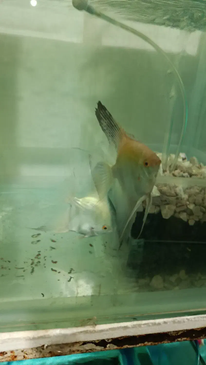 مولد آنجل بلغاری|ماهی|خسروشاه, |دیوار