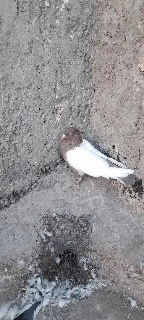 کبوتریاکفترسینه ای نقشی|پرنده|اصفهان, جلالیه|دیوار