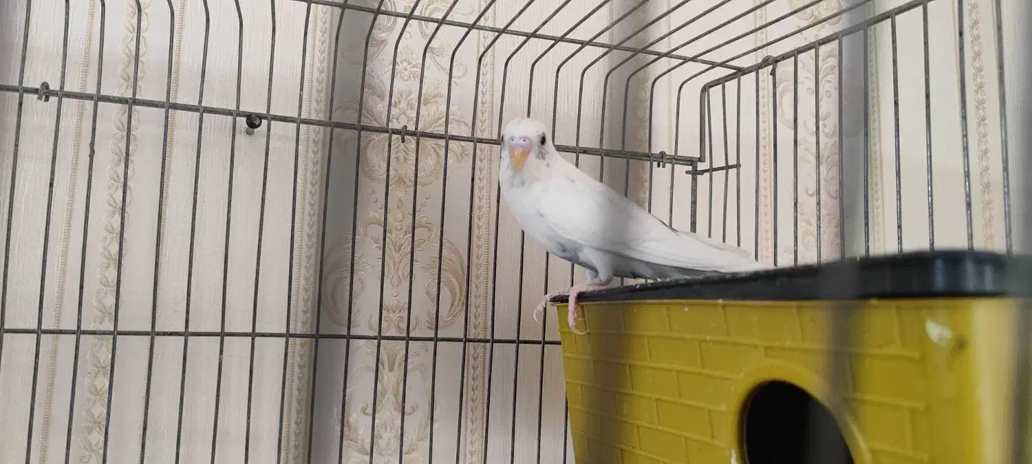 مرغ عشق ماده با قفس و وسایل|پرنده|زاهدان, |دیوار