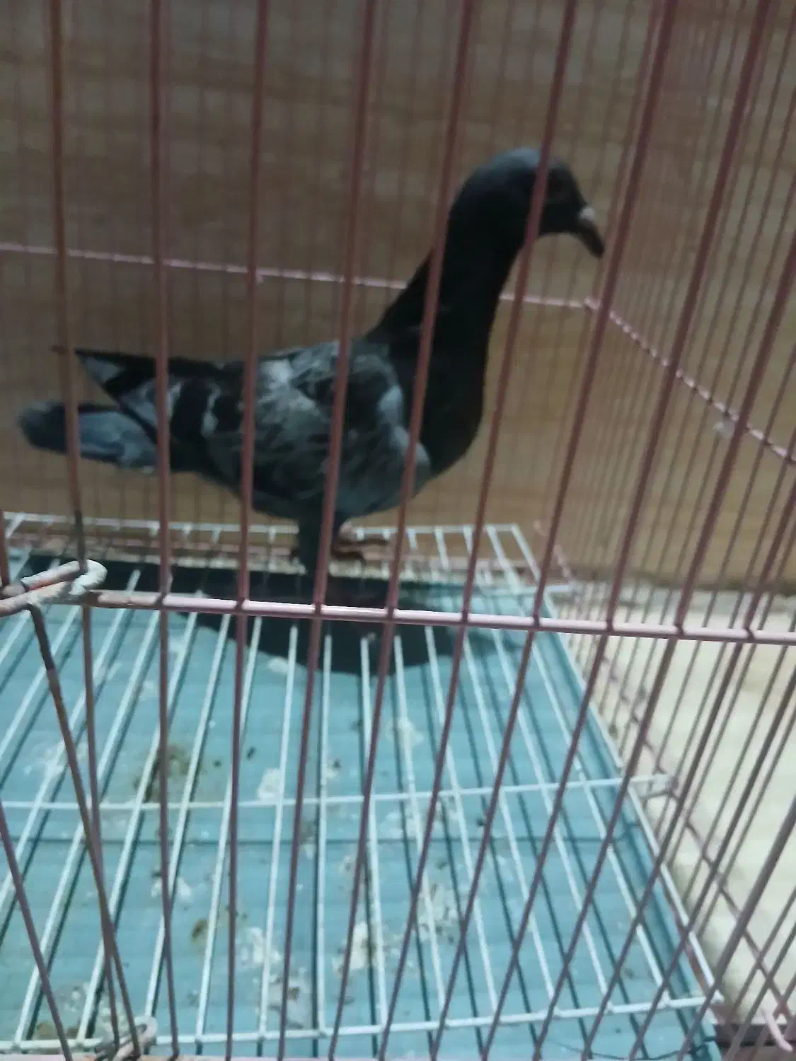 کبوتر پلاکی|پرنده|هندمینی, |دیوار