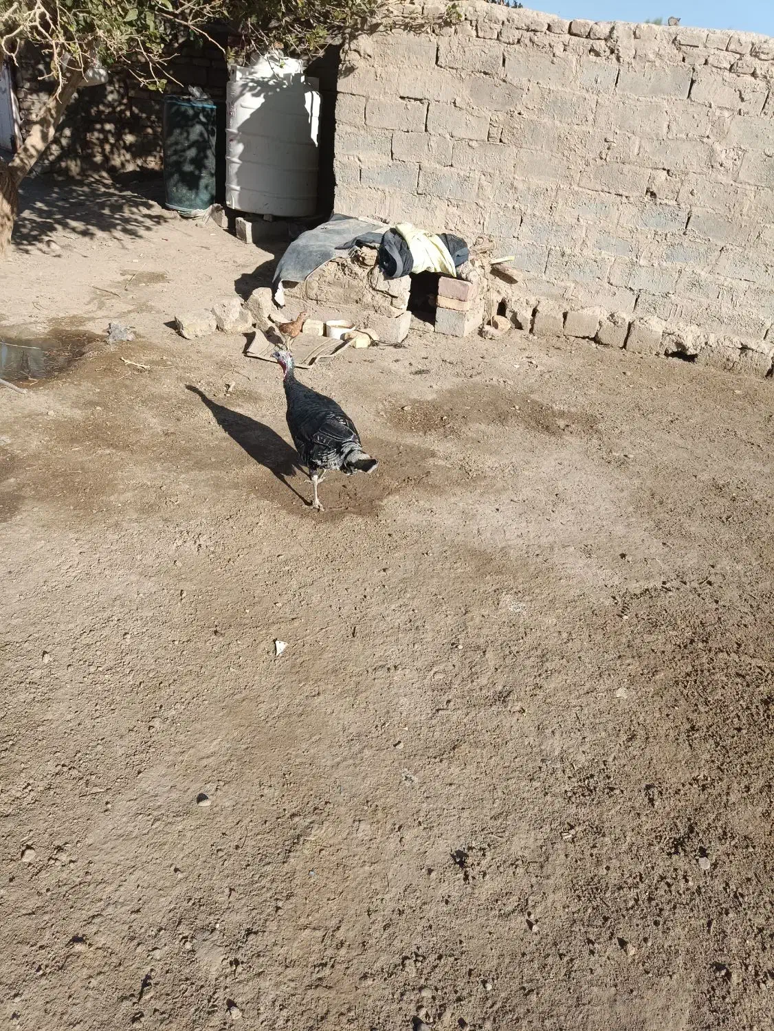 بوقلمون|حیوانات مزرعه|جزنیک, |دیوار