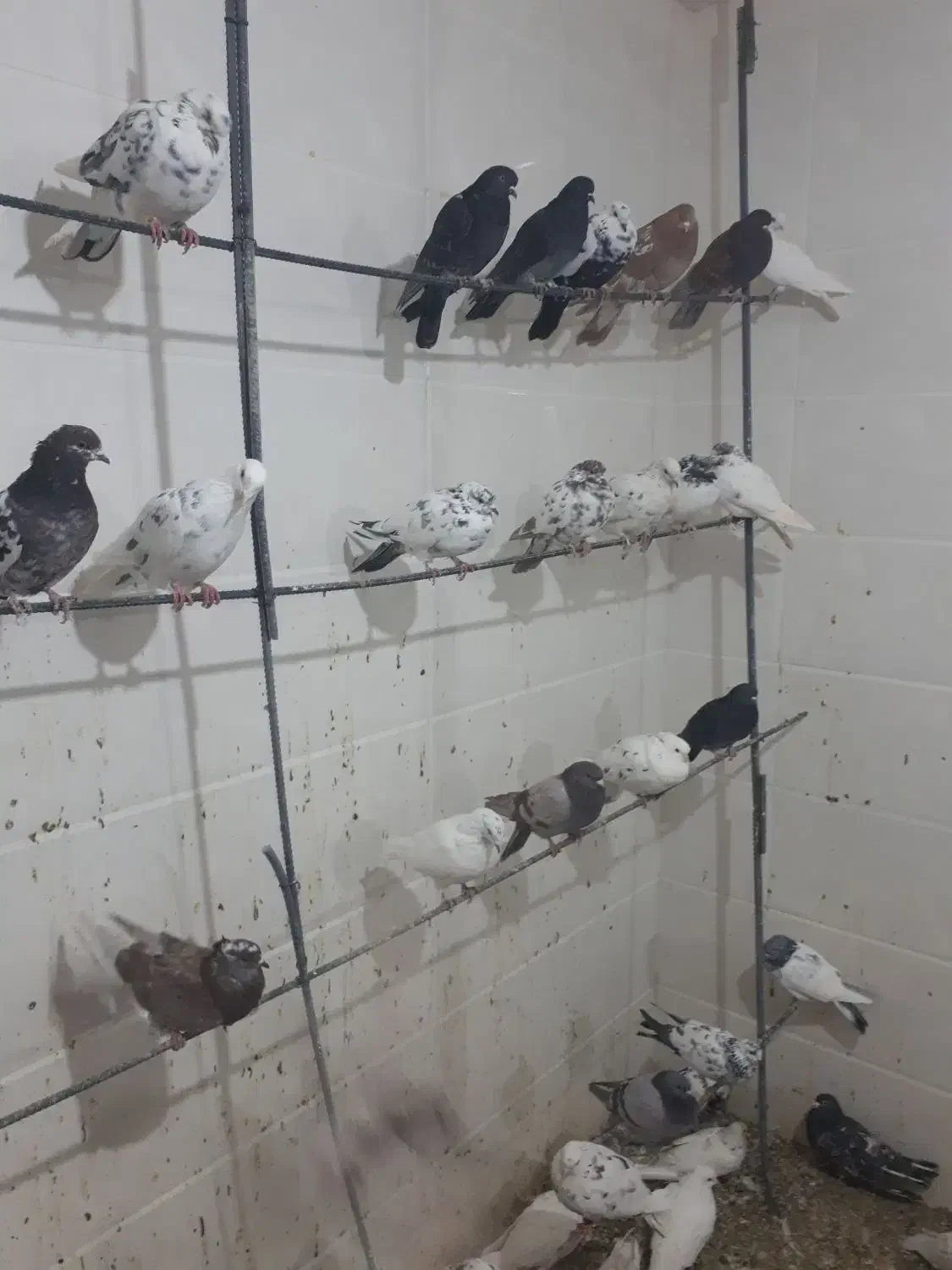 ۴۰۰۰۰۰|پرنده|سریش آباد, |دیوار