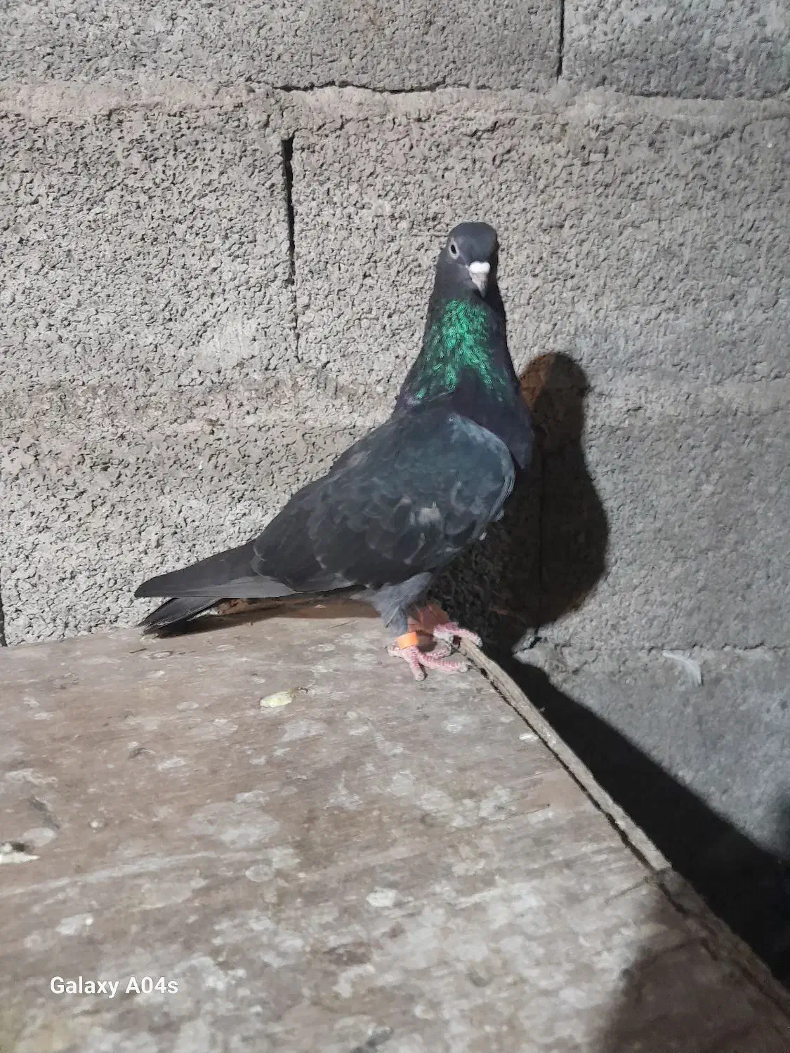 کبوتر|پرنده|سنگر, |دیوار