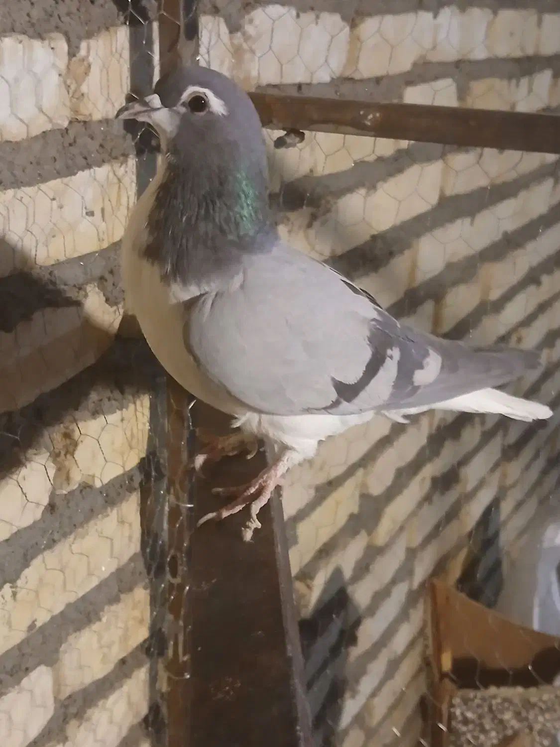 کفتر رنگه پرشی|پرنده|تربت‌حیدریه, کاشانی|دیوار