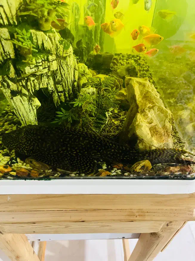 لجن خوار آکواریوم|ماهی|رشت, سلیمانداراب|دیوار