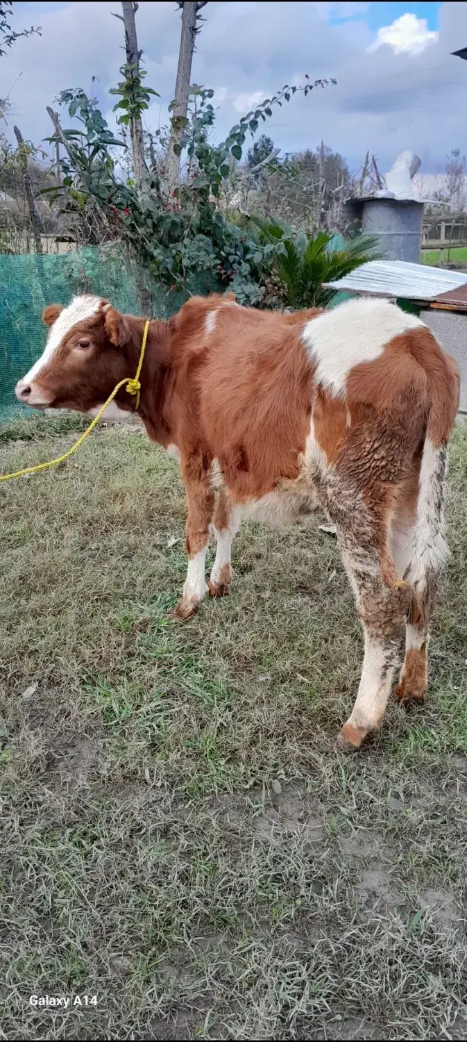 لیشه دورگ سیمینتال گوساله گاو|حیوانات مزرعه|فومن, |دیوار