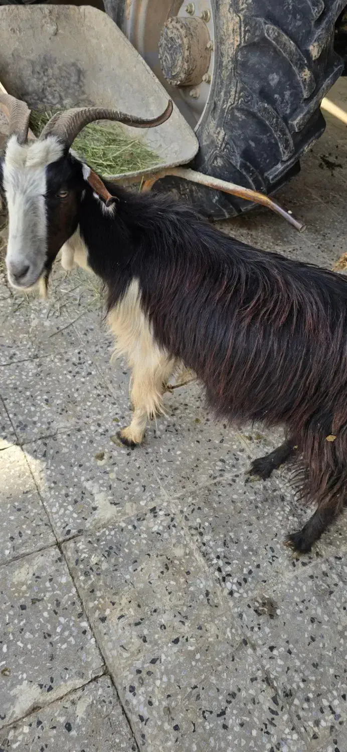 بزوبزغاله|حیوانات مزرعه|شوشتر, |دیوار