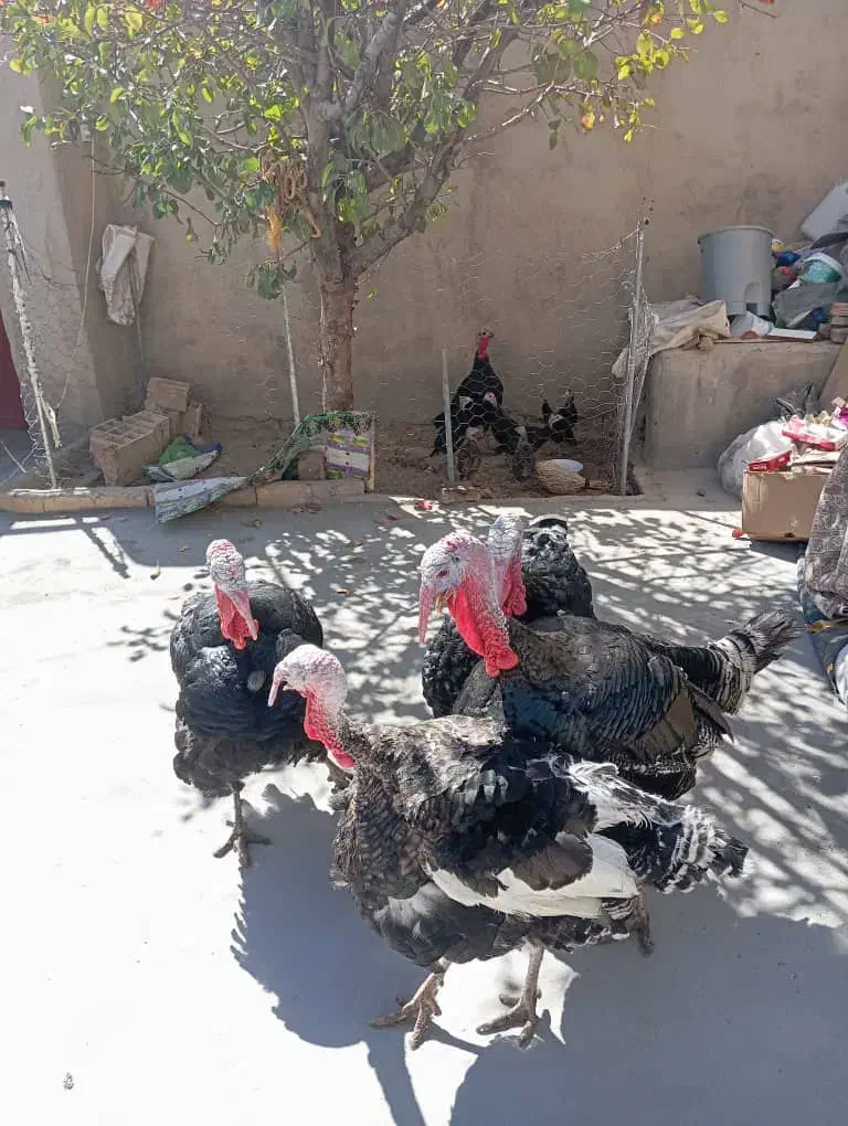 فروش بوقلمون|پرنده|سنندج, |دیوار