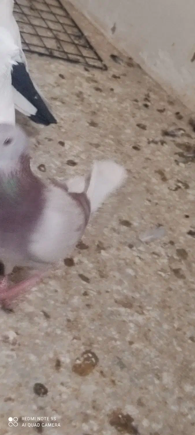 کبوتر|خزنده|برازجان, |دیوار