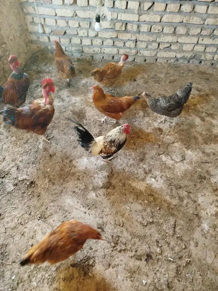 مرغ خروس جوان تاز به تخم اومدن|حیوانات مزرعه|کاشمر, |دیوار