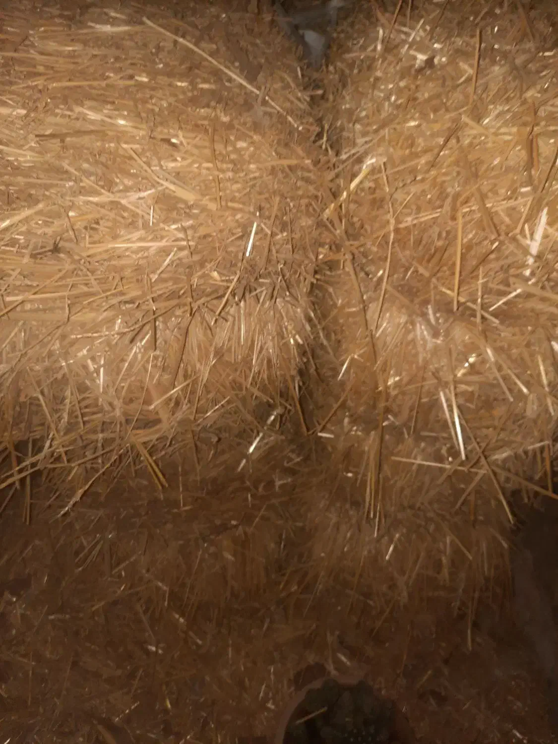 کاه گندم|لوازم جانبی حیوانات|تاتار علیا, |دیوار