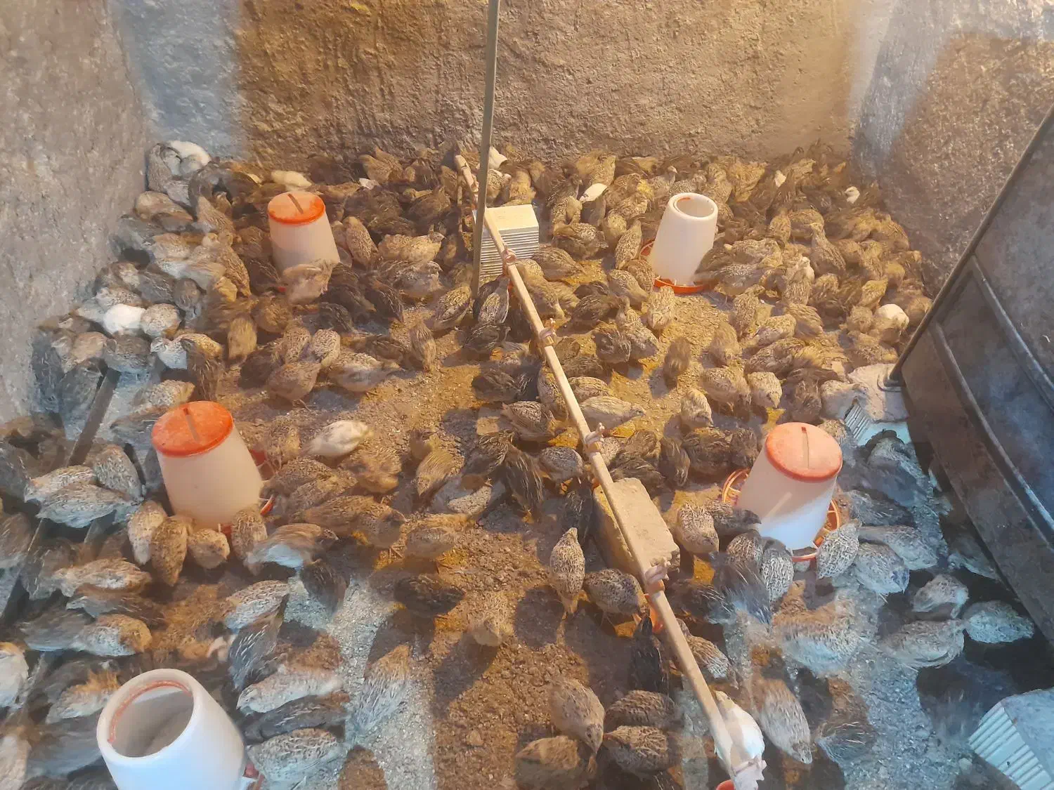 بلدرچین|حیوانات مزرعه|کشکوئیه, |دیوار