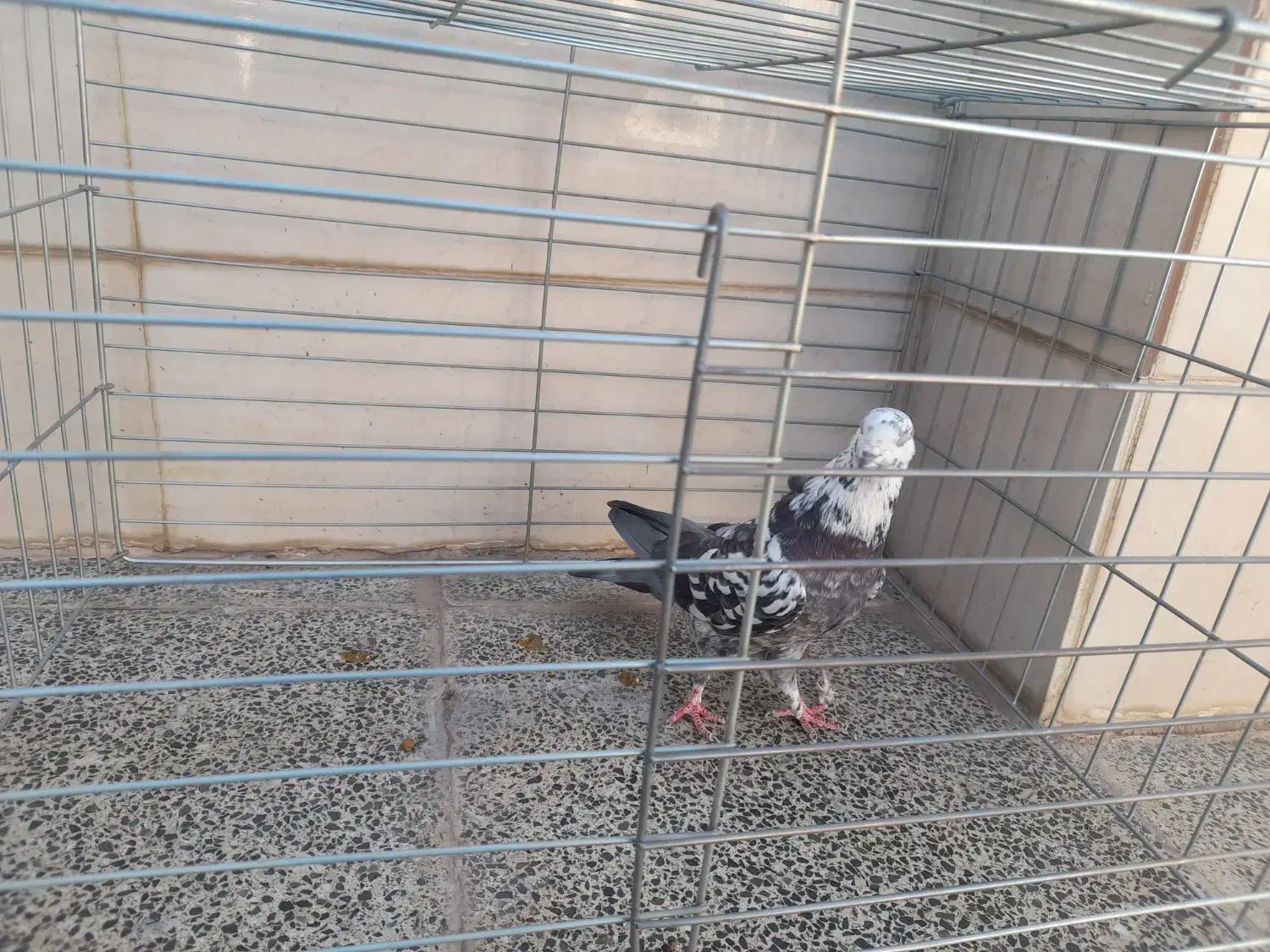 کفتر|پرنده|سمنان, |دیوار