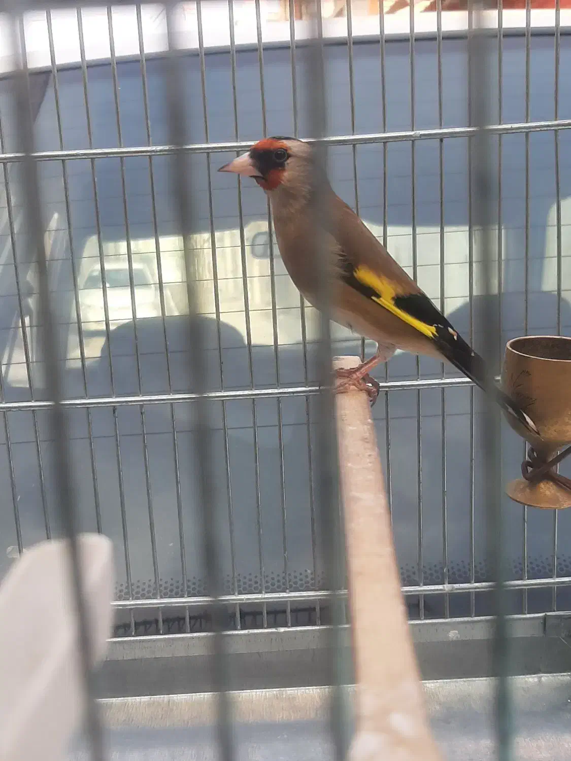 سهره دورگ|پرنده|مشهد, کارمندان دوم|دیوار