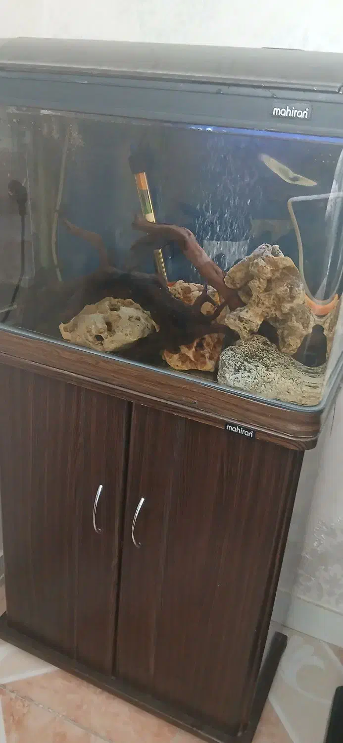 اکواریوم ماهیران کامل|ماهی|وحیدیه, |دیوار