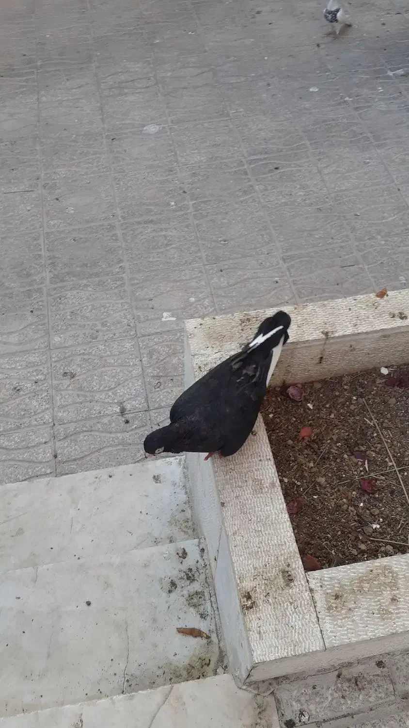 زاغ صرب و طوقی|پرنده|شیراز, آبیاری|دیوار