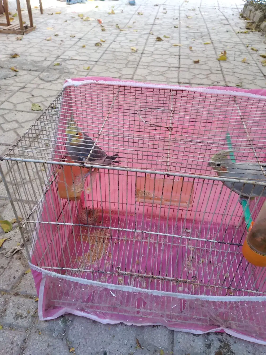 یک جفت عروس هلندی به شرط تخم|پرنده|مشهد, قائم|دیوار