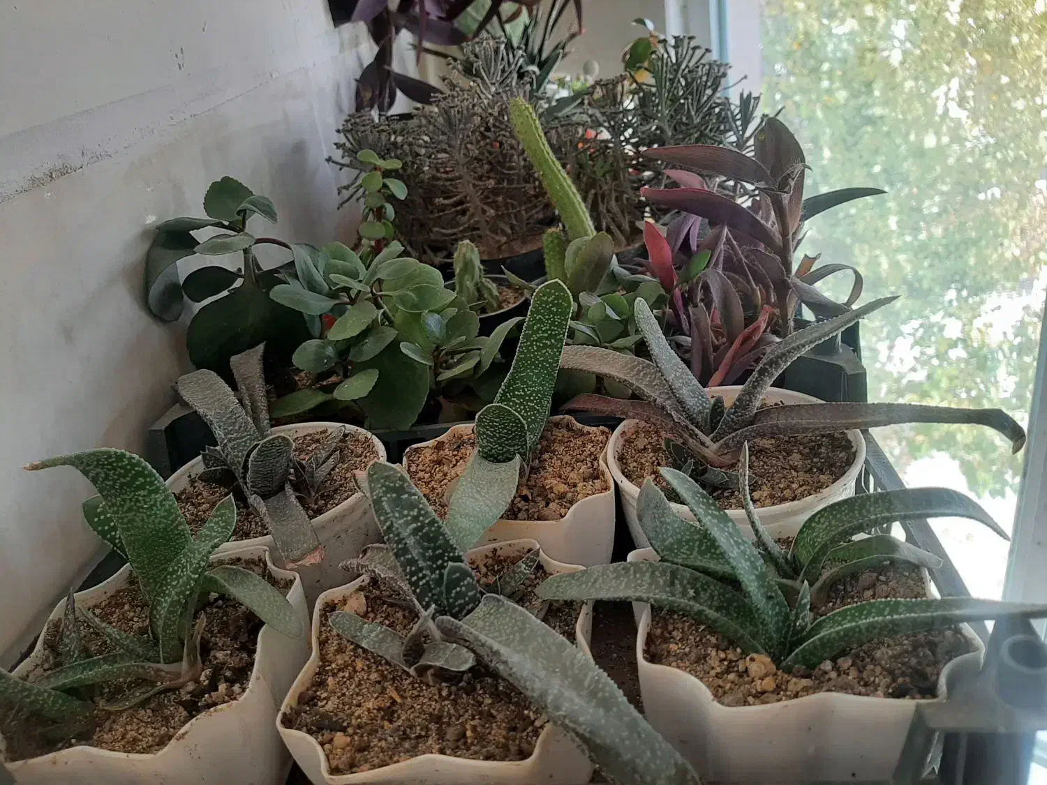 گل طبیعی|گل و گیاه طبیعی|بروجرد, |دیوار