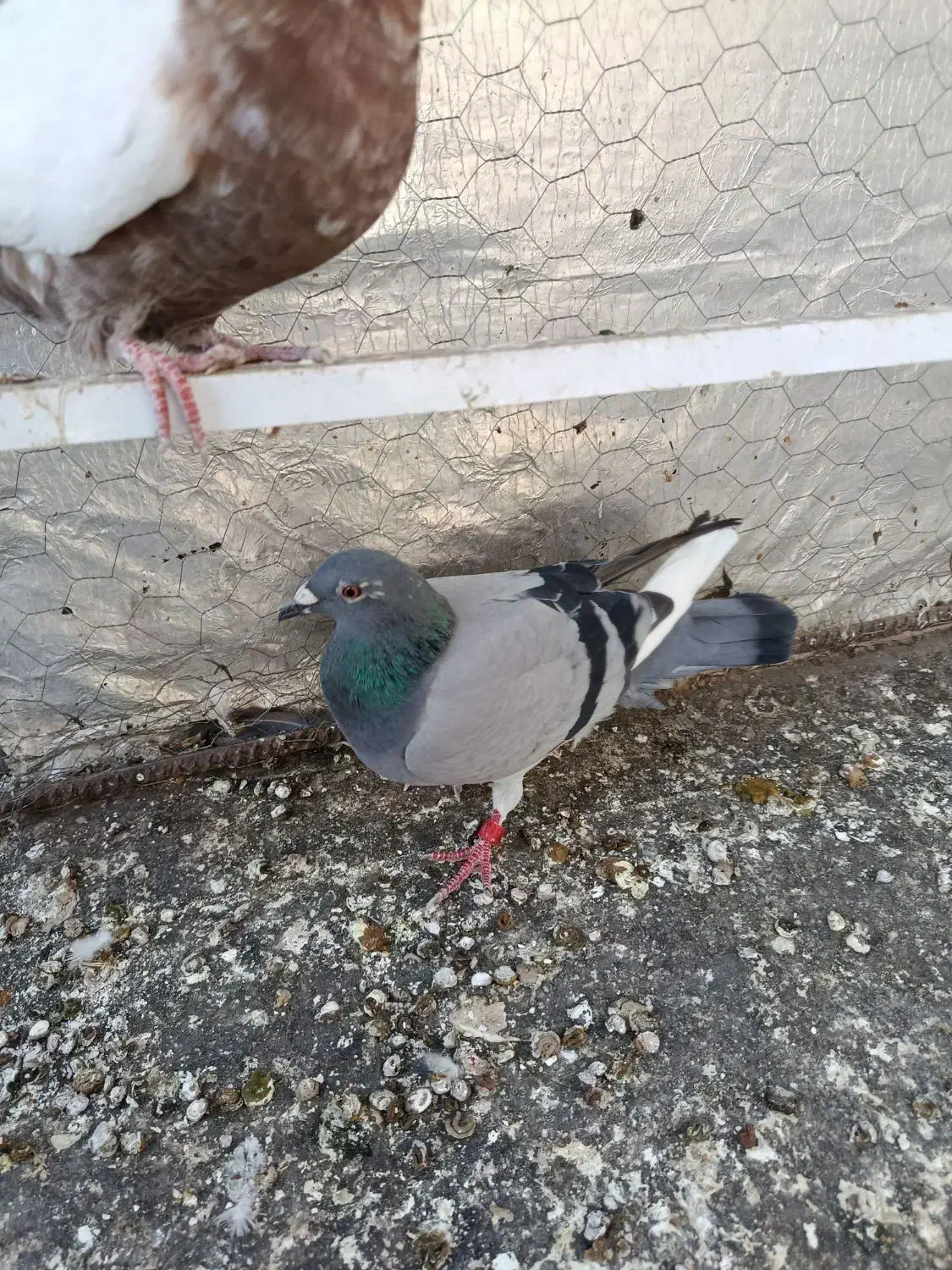 کفتر پلاکی|پرنده|الوند, |دیوار