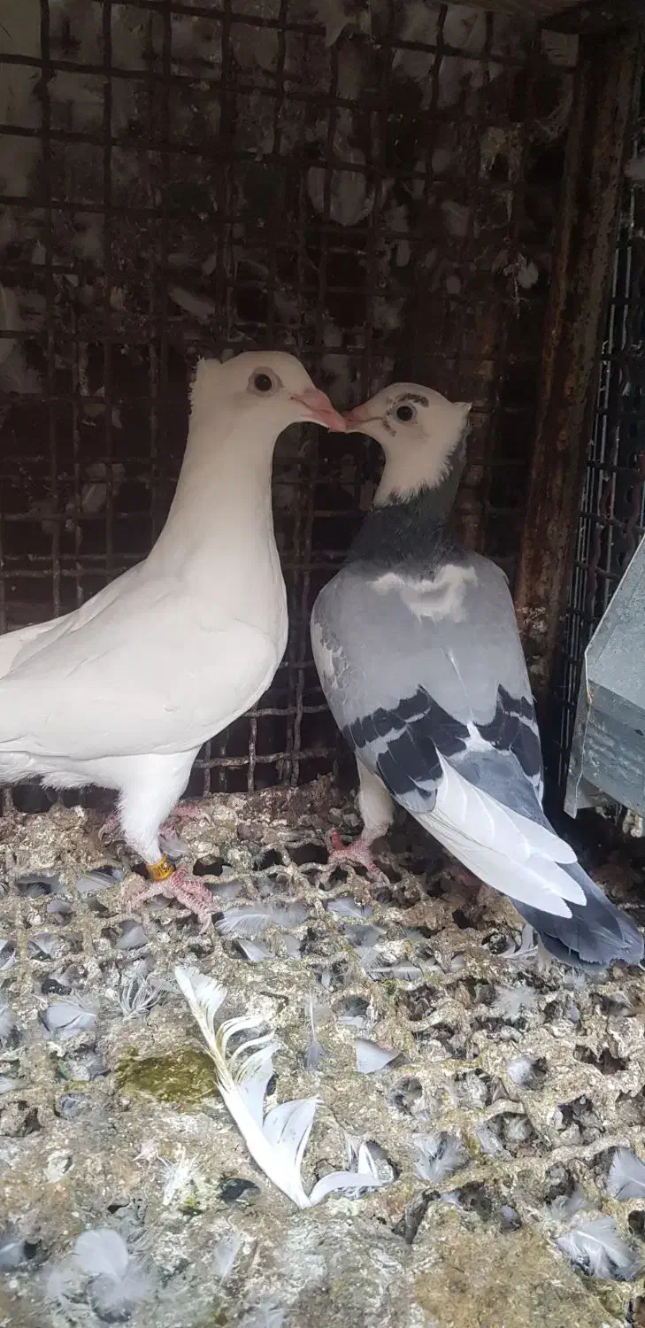 جوجه پلاکی درجه یک|پرنده|دزفول, |دیوار