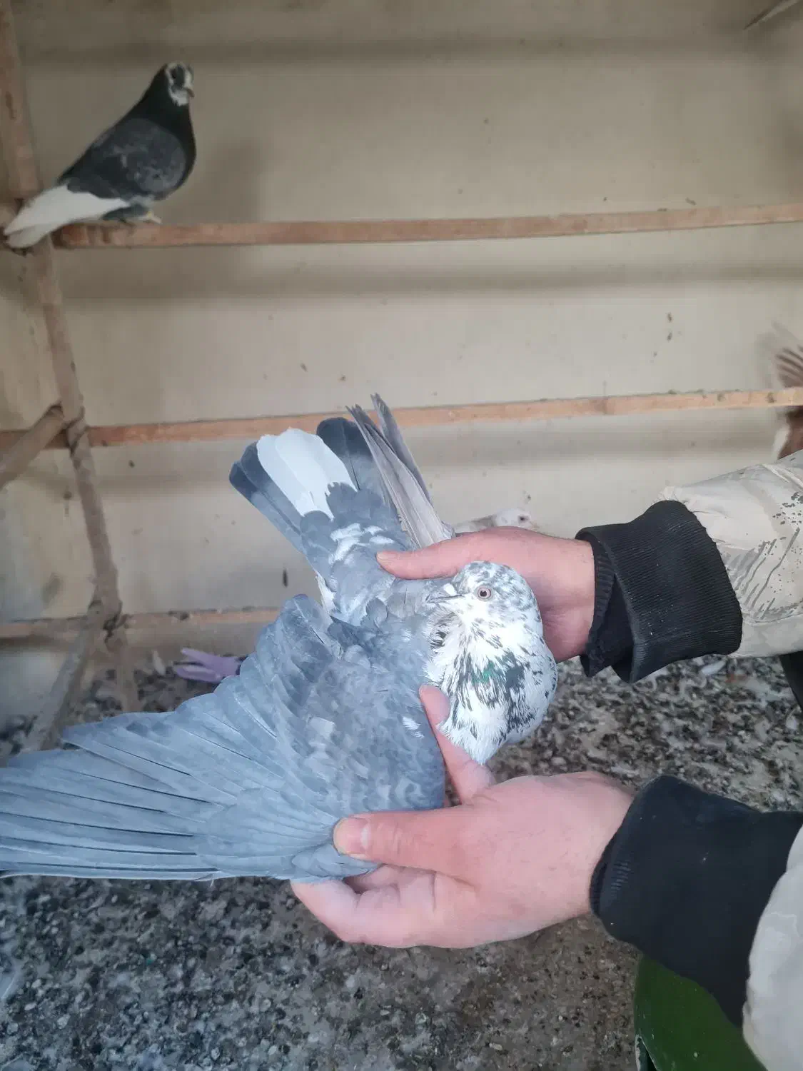 کفتر گرفتنی پرشی|پرنده|تهران, بیسیم|دیوار