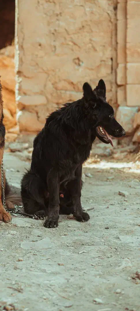 ژرمن بلک اصیل|سگ|شیراز, شهرک مهرگان|دیوار