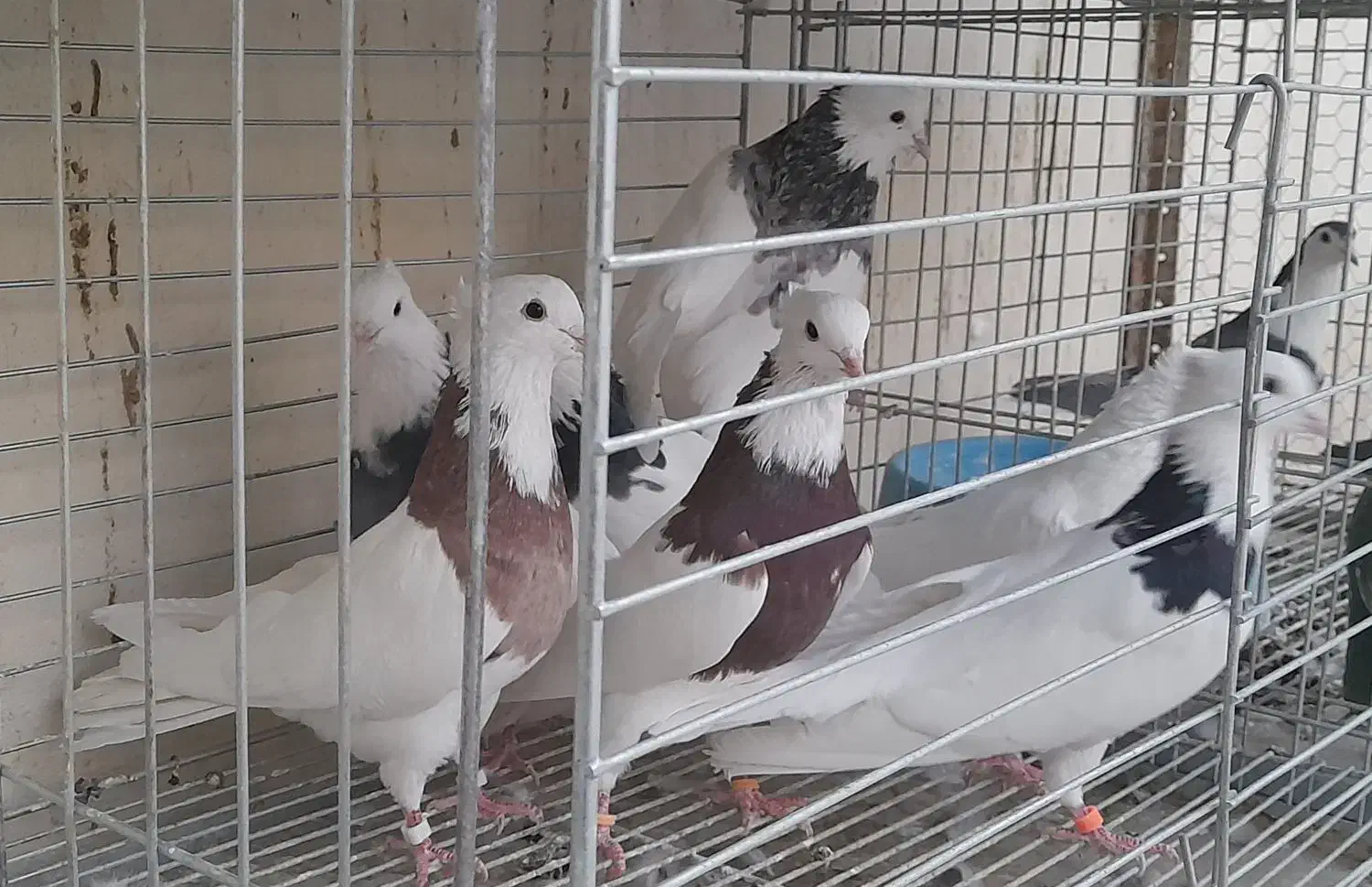 طوقی نر|پرنده|مبارکه, |دیوار