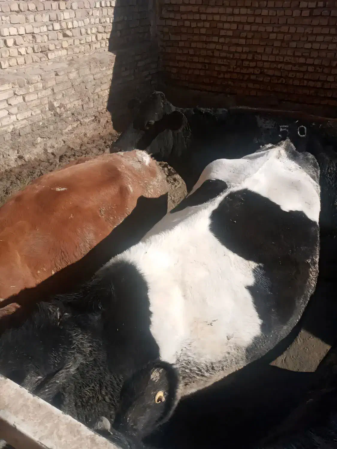 گاو شیری|حیوانات مزرعه|قم, انصار‌الحسین|دیوار