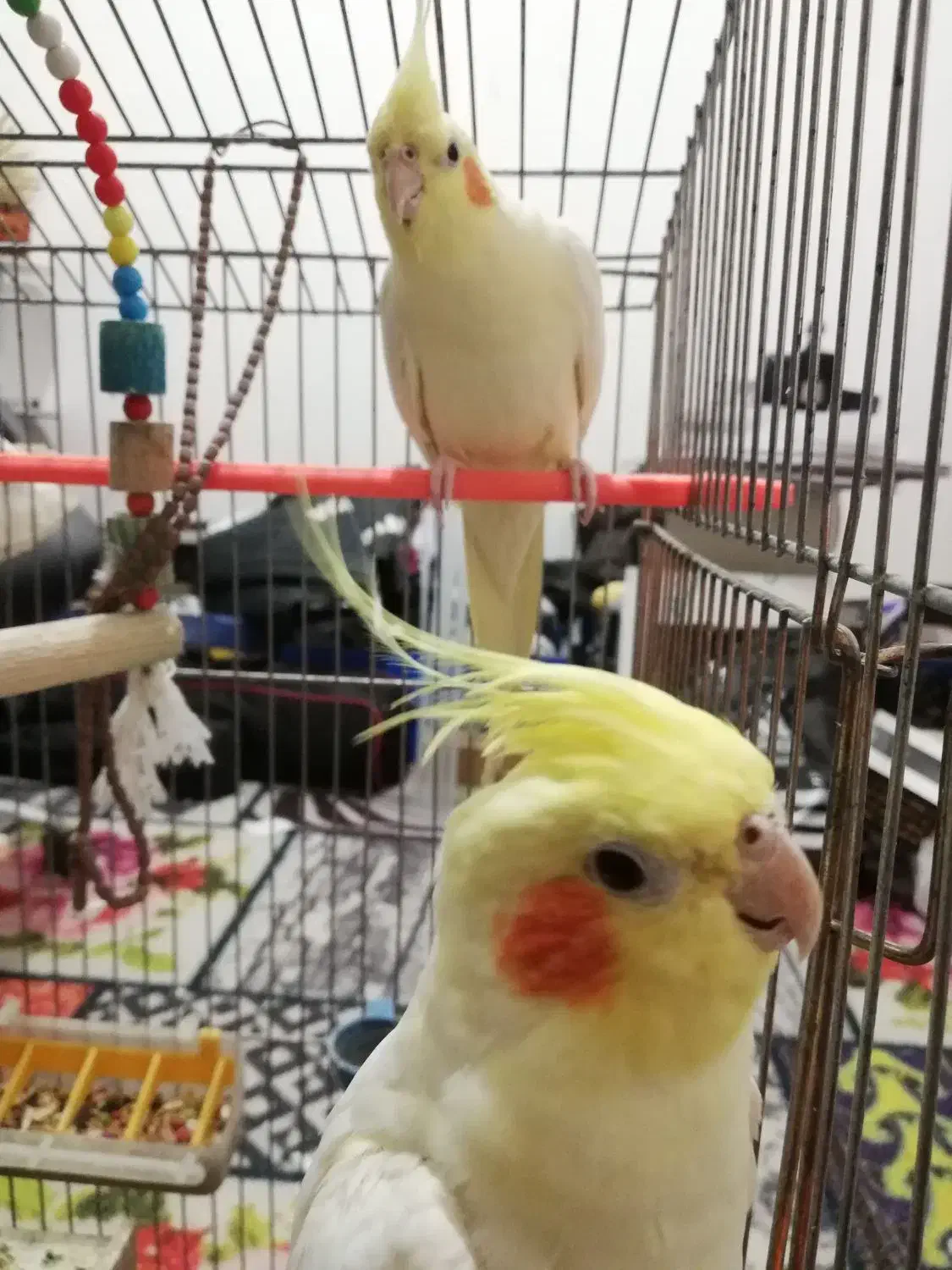 عروس هلندی|پرنده|ایذه, |دیوار