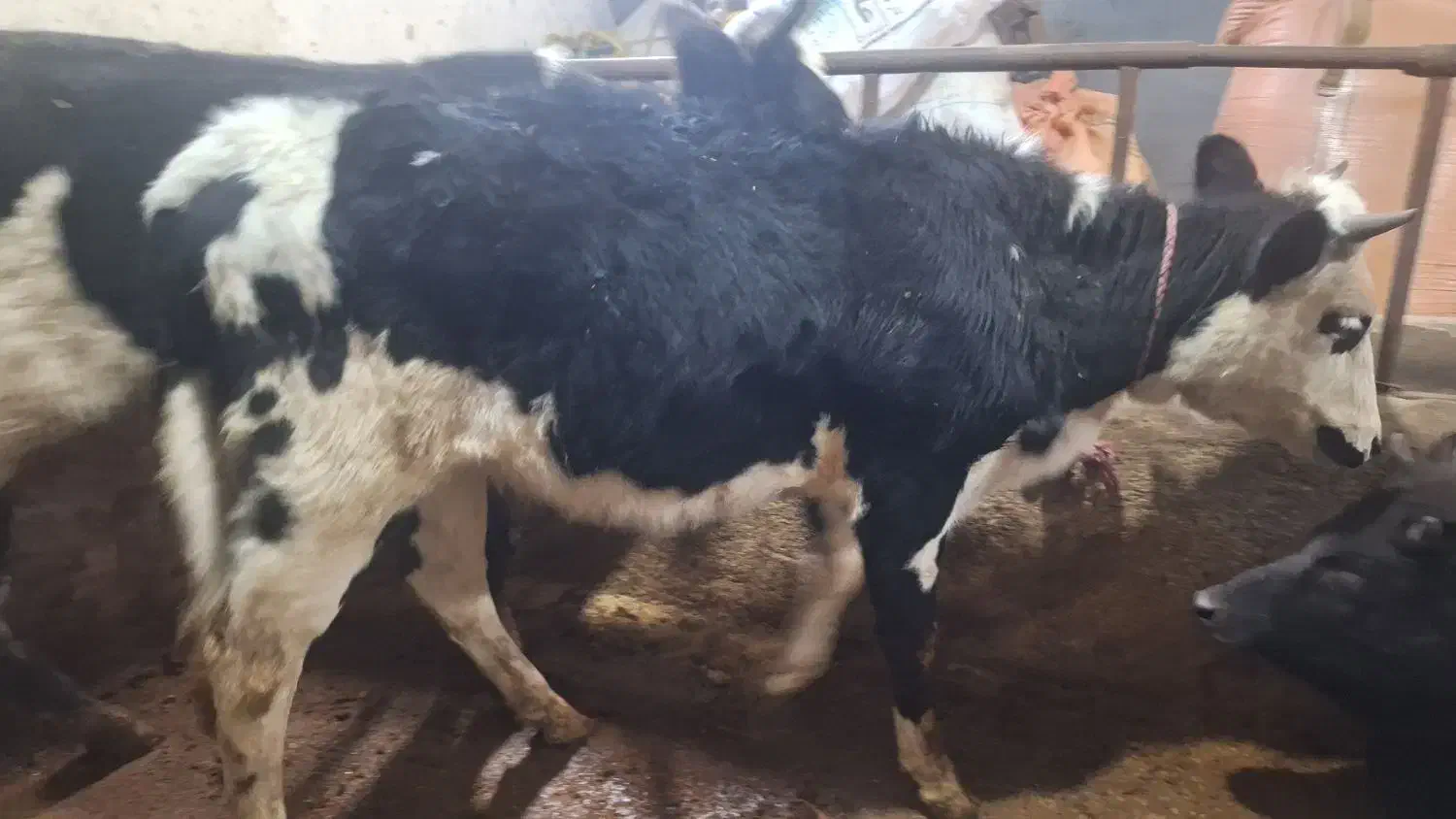 گوساله ماده سیمین تال|حیوانات مزرعه|سرخنکلاته, |دیوار