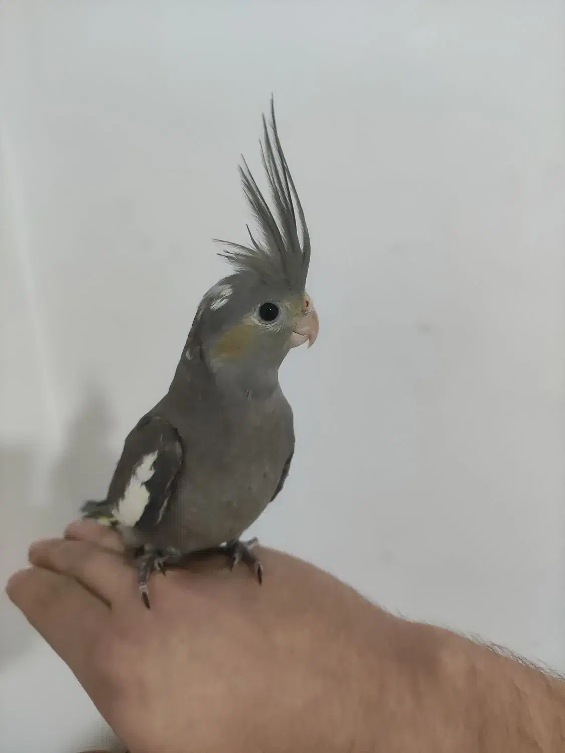 جوجه عروس هلندی|پرنده|اندیشه, اندیشه فاز ۵|دیوار