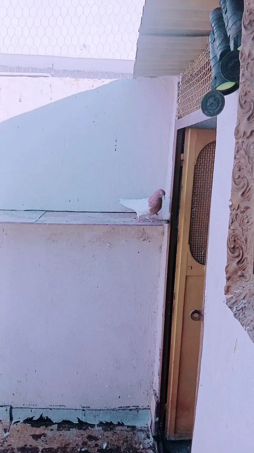 کله ای|پرنده|بم, |دیوار