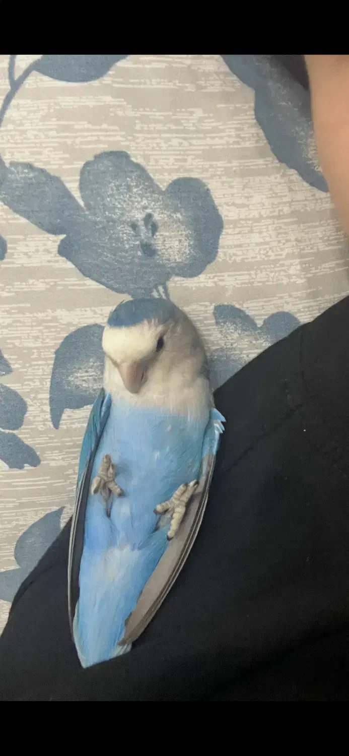 دو عدد طوطی برزیلی|پرنده|ماهدشت, |دیوار