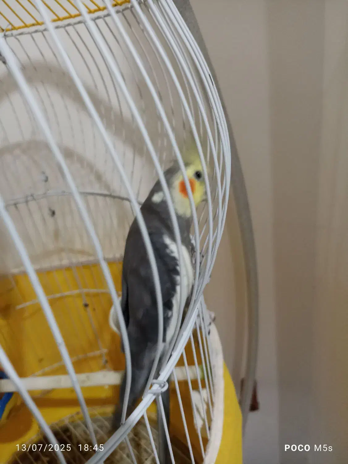 عروس هلندی|پرنده|بندر گز, |دیوار